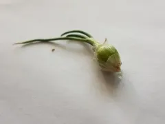 Common Onion thumbnail 4