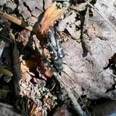 Xestoleptura behrensii thumbnail 4