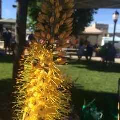 Great Basin Bumble Bee thumbnail 3