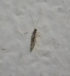 Variegated Brown Lacewing thumbnail 3
