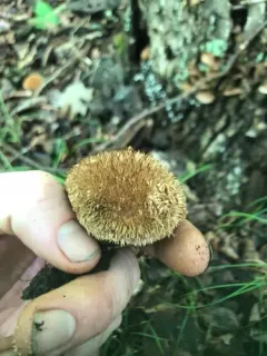 Spiny Puffball thumbnail 3
