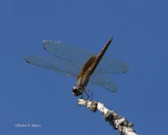 Striped Saddlebags thumbnail 1