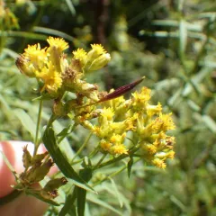 Goldentop pedicellate gall midge thumbnail 2