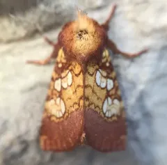 Pitcher Plant Borer Moth thumbnail 3