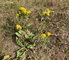 Ground Goldenrod thumbnail 2