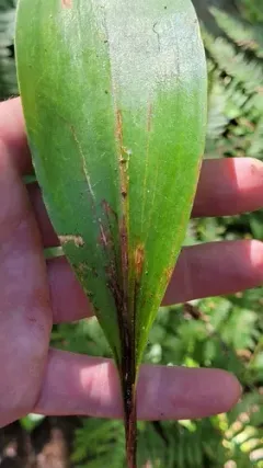 Phytosciara greylockensis thumbnail 2
