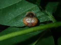 Mastophora stowei thumbnail 4