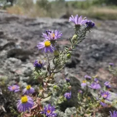 Aromatic Aster thumbnail 3