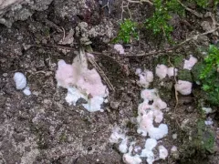Peat Mould thumbnail 1