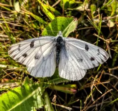 Checkered White thumbnail 1