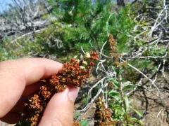Prodiplosis floricola thumbnail 1