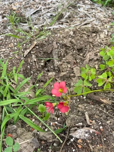 fourleaf pink-sorrel