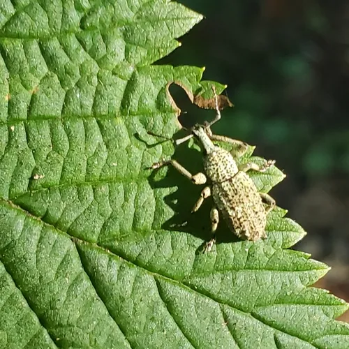 Panscopus gemmatus