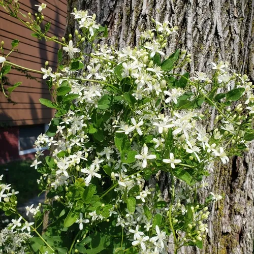 autumn clematis