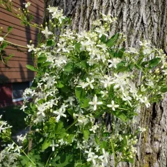 autumn clematis thumbnail 1