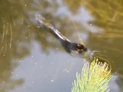 Guppy thumbnail 4