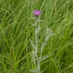 Flodman's thistle thumbnail 2