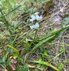 Appalachian ladies’ tresses thumbnail 3