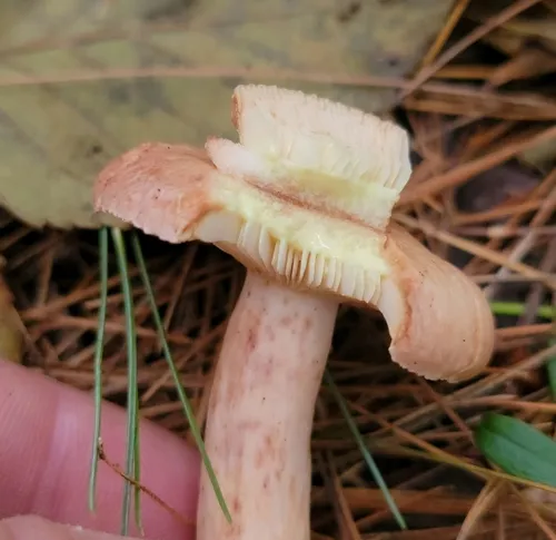 Yellow-latex Milkcap