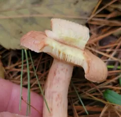 Yellow-latex Milkcap thumbnail 1
