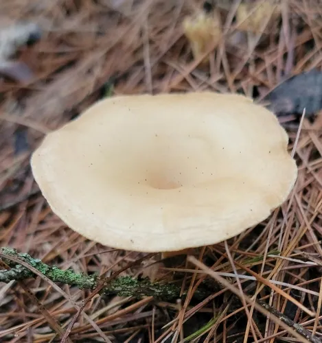 Common Funnel