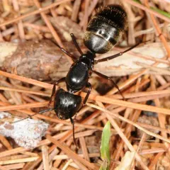 Eastern Black Carpenter Ant thumbnail 2