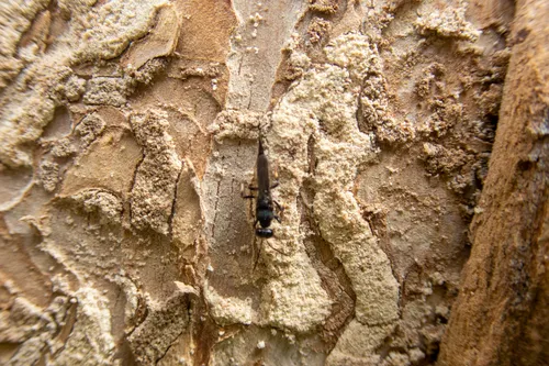 Balcha indica