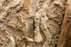 Balcha indica thumbnail 1