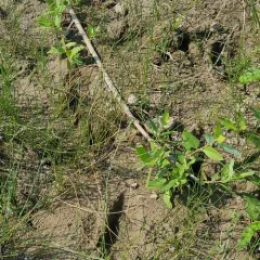 starved willow thumbnail 2
