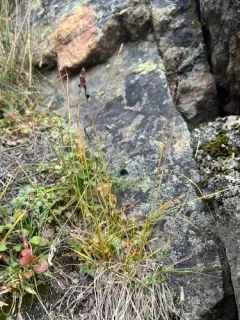 Hare's-foot Sedge thumbnail 3