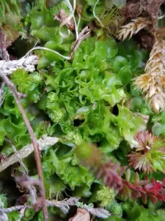Blytt's Ruffwort thumbnail 4