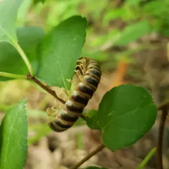 Arthrophaga myriapodina thumbnail 3