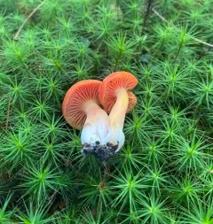 Hygrocybe squamulosa thumbnail 4