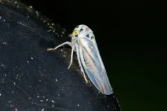 Balcanocerus crataegi thumbnail 1