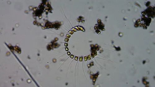 Chaetoceros curvisetus
