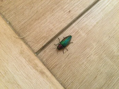 Buprestis connexa