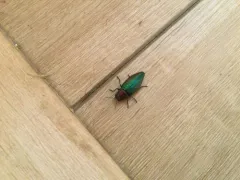 Buprestis connexa thumbnail 1