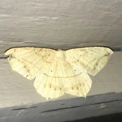 Large Maple Spanworm Moth thumbnail 2