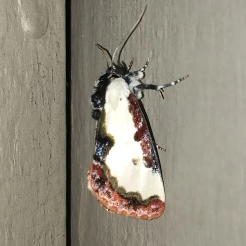 Pearly Wood-nymph