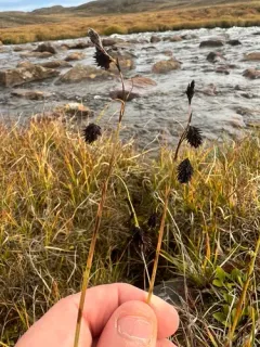 scorched alpine-sedge thumbnail 2