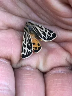 Steppe Tiger Moth thumbnail 3