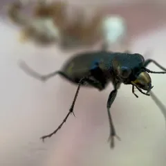 Boreal Long-lipped Tiger Beetle thumbnail 3