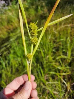 Northern Bur-reed thumbnail 1