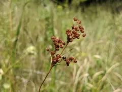 Large Grass-leaved Rush thumbnail 2