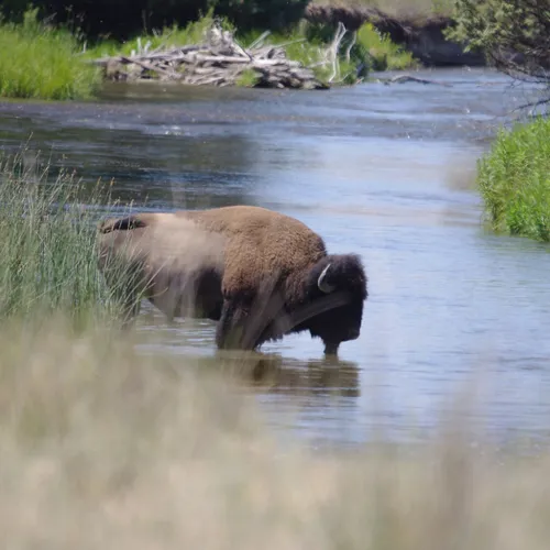 American Bison