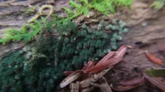 Trichoderma chromospermum thumbnail 4