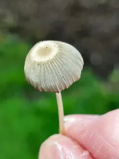 Milky Inkcap thumbnail 2