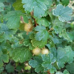 Watson's Gooseberry thumbnail 3