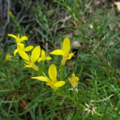 Bloomer's goldenbush thumbnail 3