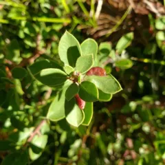 Manzanita Leafgall Aphid thumbnail 2